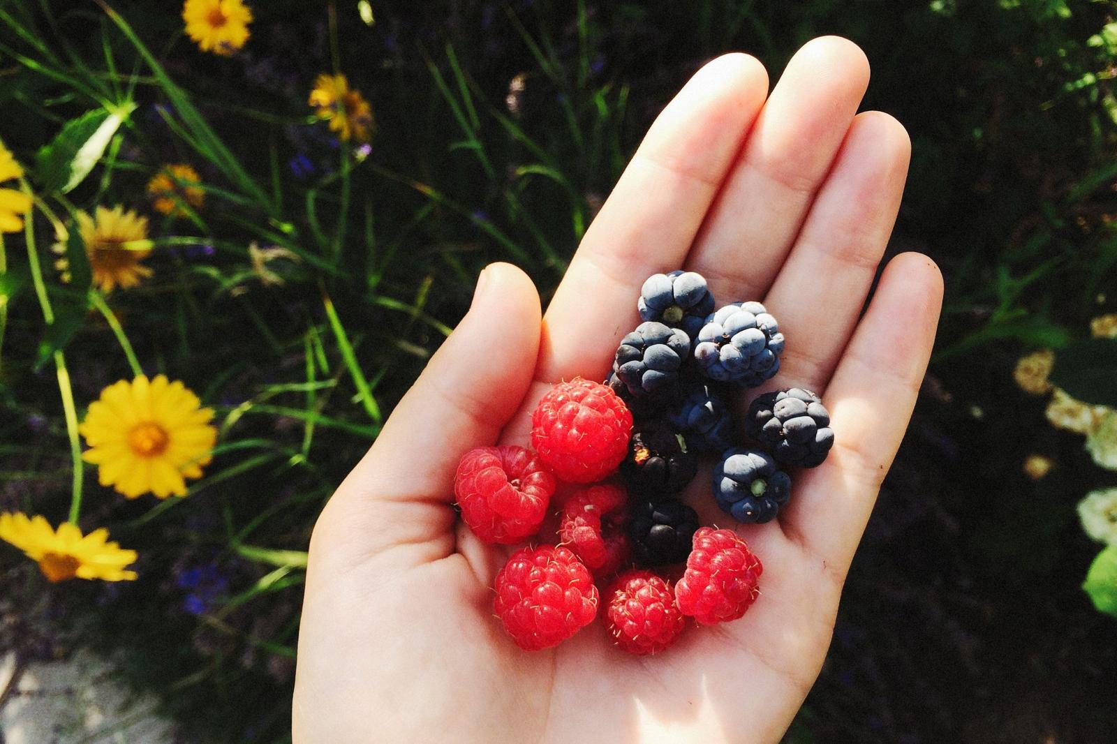 Austrian raspberries and blackberries in hand