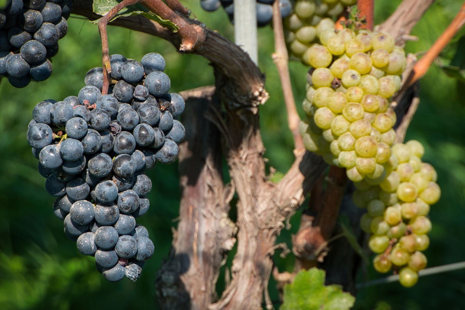 Austrian grapes on the vine